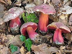 Rubroboletus rubrosanguineus.