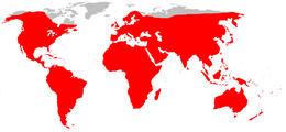 Distribución de Rattus norvegicus, en colloráu.