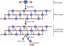 Image depicting D-dimer production