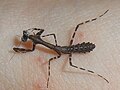 Deroplatys lobata, 1st instar nymph on a hand