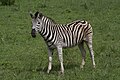 Līdzenumu zebra (Equus quagga)