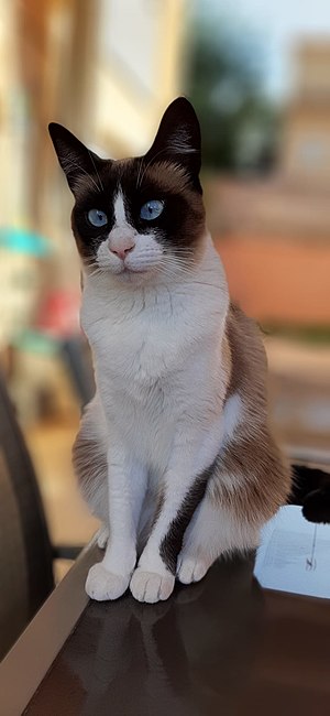 Snowshoe-Katze