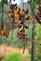 Lady shoe flower (Thunbergia mysorensis) in Gavi, Kerala