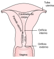 Anatomia do útero