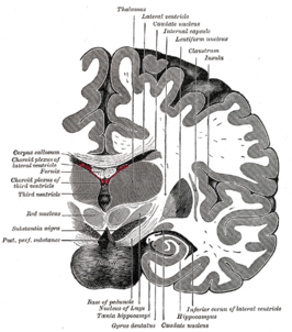 Doorsnede van de hersenen, de "uitstulping" onderaan gyrus dentatus.