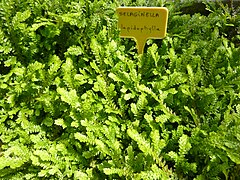 Selaginella lepidophylla