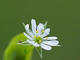 Moerasmuur (Stellaria alsine)