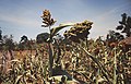 Camp de sorgo a l'illa Ukerewe, Tanzània