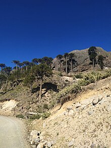 Araucaria; arboles millennials.