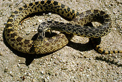 Description de l'image Bull snake.jpg.