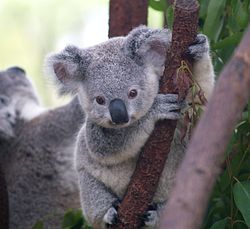 Koala Phascolarctos cinereus