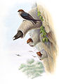 Peinture de John Gould