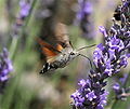 23. Kacsafarkú szender (Macroglossum stellatarum) (javítás)/(csere)