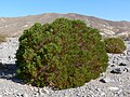 Peucephyllum schottii (habitus)