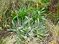 Pleurophyllum hookeri