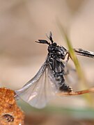 Stylops melittae (Strepsiptera).