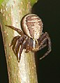 Xysticus ulmi