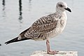 Gaviota patiamarilla (Larus michahellis) es una especie de ave Charadriiforme de la familia Laridae. Es considerada como una subespecie mediterránea de la gaviota argéntea por su similitud. Se muestra un ejemplar en el puerto marítimo del municipio de Combarro (Pontevedra, España). Por Antecessor.