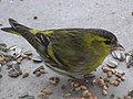 Lluer (Carduelis spinus)