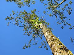 Brunellia comocladifolia (hábito).