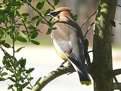 Kedrinis svirbelis (Bombycilla cedrorum)