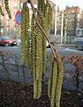 Corylus colurna