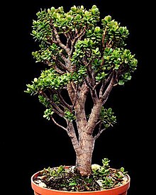 Crassula ovata (hun).jpg