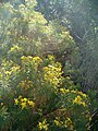 Euryops linearis, Western Cape, South Africa