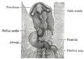 Tête d'embryon de poulet d'environ trente-huit heures d'incubation, vue de la face ventrale. X 26