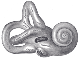 Завитка (cochlea) внутрішнього вуха