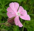 Hybrid campion