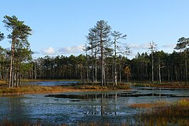 Het veen van Väätsa