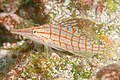 Longnose hawkfish (Oxycirrhites typus), Galápagos Islands