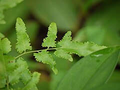 Lygodium flexuosum, een liaanvaren