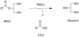 Реакция, катализируемая МГЛ, в которой свободная жирная кислота высвобождается из моноацилглицерина (МАГ)