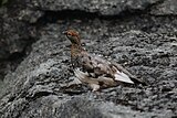 Female rock ptarmigan in summer plumage in Kvaløya, Norway.