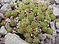 Berg-Hauswurz (Sempervivum montanum) mit Kindeln an oberirdischen Ausläufern