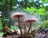 Spinellus fusiger raste na gljivi Mycena haematopus