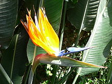 Strelitzia reginae3.jpg