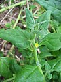 T. tetragonioides showing erect growth