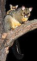 Image 12 Common Brushtail Possum Photo: JJ Harrison The Common Brushtail Possum (Trichosurus vulpecula) is the largest possum species and is perhaps the most widespread mammal in Australia. It grows to about 32–58 cm (13–23 in) in length, with an additional 24–40 cm (9–16 in) for its prehensile tail (seen here hanging below the branch). It is mainly a folivore, but has been known to eat small mammals such as rats. It is common in cities, having adapted well to human habitation. More selected pictures