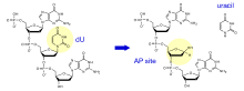 Réaction catalysée par l'uracile-ADN glycosylase