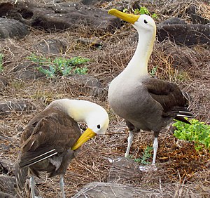 Galapaga albatroso, pariĝinta paro ĉe insulo Española, Ekvadoro