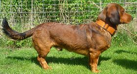 Basset des Alpes rouge-cerf.