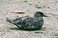 Brown skua