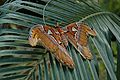 Attacus atlas Atlasvlinder