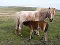 Dartmoor poniak.