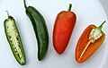 Fruit (right two) compared to 'Jalapeño' (left two)