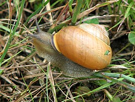 Reddish-brown unbanded