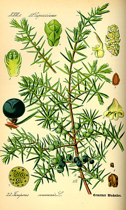 Juniperus communis